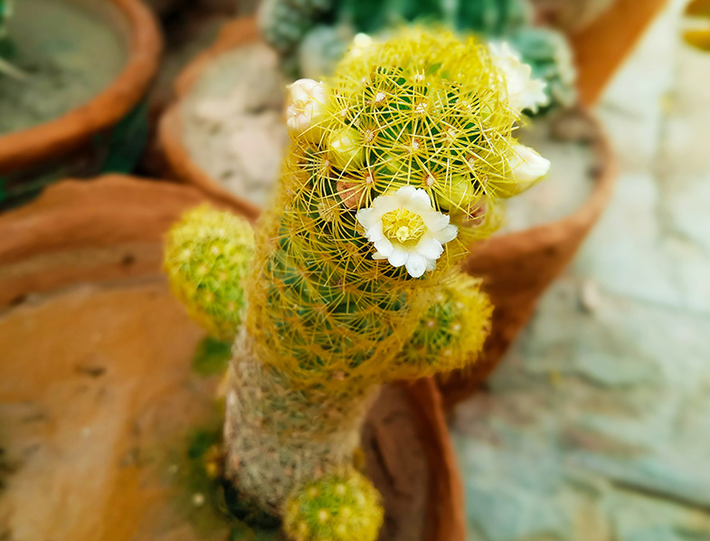 Ladyfinger Cactus Flowering