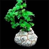 ietechondra New Fresh 100pcs Dioscorea Elephantipes Plant Seeds, green