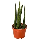 Snake Plant Cylindrica Live Plant for Indoor | Different Houseplants in 4'' & 6'' Pot | Real House Plant Decor for Living Room, Office, Desk & Bathroom | Laurentii