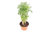 Ming Aralia - 8'' from California Tropicals