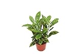 Gold Dust Croton - 4'' from California Tropicals