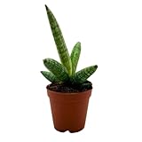 BubbleBlooms Sansevieria Starfish Boncel Cylindrica 2 inch