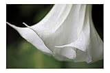 White Angels Trumpet 10 Seeds Tropical Stunning Profusion of Snow White Flowers Container Plant or Outdoor Standard Brugmansia suaveolens