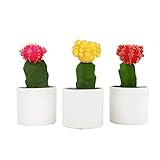 Grafted Cactus Plants Live in White Plant Pots (3 PK), Live Cactus Plant in Cactus Soil Potting Mix, Live Mini Cactus Succulents Plants Live Cacti, Cactus Pots with Live Succulents by Plants for Pets