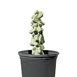Cactus Outlet - Totem Pole Live Cactus, Cactus Plants Live, Live Plants Indoor & Outdoor Use 12-18” - Rare Large Live Cactus - Landscape Ready Large Cactus Plant Live Delivered Right to Your Door