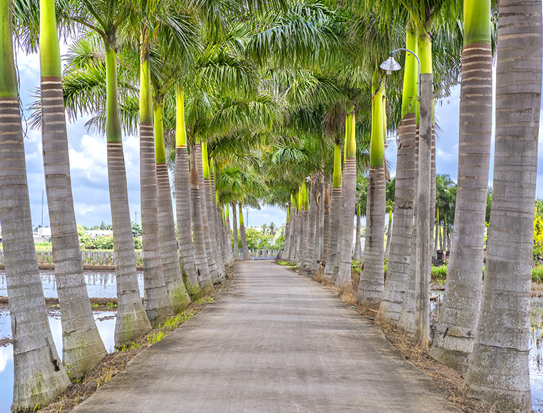 Cuban Royal Palm