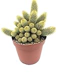 10” Large Live Cactus/Succulent Plant-Gold Lace/Ladyfingers Cactus-Mammillaria Elongata. Fully Rooted, Hardy and Drought Tolerate, Easy to Grow Indoor/Outdoor.