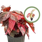 Generic Acalypha Wilkesiana Copperleaf Starter Plant, Natural