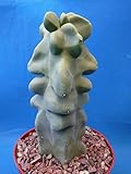 Tucson Tools Redeo 6' to 12' Tall Totem Pole Cactus (Shipped Bare Root-NO Pot!) Spineless! Very Unusual!