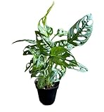 Hopewind Plants Shop Monstera Adansonii Swiss Cheese Plant, Unique and Beautiful Statement in Any Space, Green Thumbs up and Plant Lover's Favorites in 4' Pot