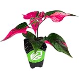 Alternanthera Party Time Joseph's Coat of Many Colors Live Plant - Alternanthera by Wellspring Gardens Starter Plant - Foliage for Gardens & Landscapes, Easy Care Outdoor Plant, Green and Pink Shrub