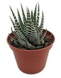 Zebra Plant - Haworthia fasciata - Easy to grow/Hard to kill Succulent- 2.5' Pot
