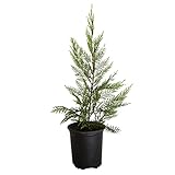 Plants by Mail 2.5 Quart - Leyland Cypress Tree, Green