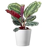 American Plant Exchange Calathea Medallion Live Prayer Plant, 6-Inch Pot W/White Cover, Pet Safe, Low Light, & Air Purifying Tropical Indoor Plant for Home, Office & Garden Décor