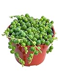 Live Succulent (4' String of Pearls), Succulents Plants Live, Succulent Plants Fully Rooted, Rare House Plant for Home Office Decoration, DIY Projects, Party Favor Gift by The Succulent Cult