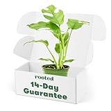 Rooted Mini Monstera, Rhaphidophora tetrasperma, Live, Live Indoor, Home Decor, Easy to Grow, Easy to Care, Outdoor Garden and Low Maintenance Houseplant (4')