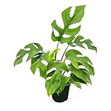 Bumble Plants Rhaphidophora Tetrasperma Mini Monstera 'Ginny' | Mini Live Houseplants | Easy Care, Live Indoor House Plants, House Decor & Office Decor | Live Plants in Nursery Pot