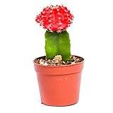 Live Moon Cactus Plant – Fully Rooted - 3-Inch Moon Cactus Plant – Red Graft Cactus