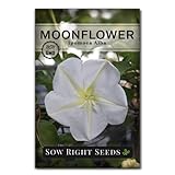 Sow Right Seeds - Moonflower (Ipomoea alba) Flower Seeds for Planting - Beautiful Flowers to Plant in Your Home Garden - Non-GMO Heirloom Seeds - Tall Annual Great for Cut Flowers - Wonderful Gift (1)