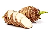 5 Taro Bulbs: Green Elephant Ear Plants. Colocasia Esculenta, Cocoyam Plant, Fast Growing Edible Vegetable. Contains Many Antioxidants and Vitamins Easy to Grow