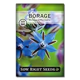 Sow Right Seeds - Borage Seed to Plant - Non-GMO Heirloom Seeds - Full Instructions for Easy Planting and Growing a Kitchen Herb Garden - Indoors or Outdoor - Great Gardening Gift (1)