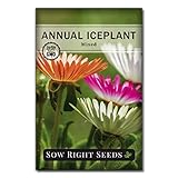 Sow Right Seeds - Ice Plant Flower Seeds for Planting - Beautiful Flowers to Plant in Your Garden - Non-GMO Heirloom Packet with Instructions to Grow - Livingstone Daisy, Succulent Like Leaves