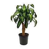 American Plant Exchange Dracaena Massangeana 'Corn Plant', 6-Inch Pot, Live Indoor Houseplant, Air Purifying, Easy Care, 1.5ft Tall, Medium Size Plant for Home & Office