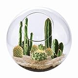 Cactus Succulent Terrarium Kit from Unique Gardener - Grow Your Own Desert Oasis - Easy Setup, Just Add Water - Great for Office or Home!…