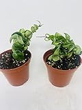 JM BAMBOO (Pack of 2) Hindu Indian Rope Plant- Hoya Exotic 4inch Pot