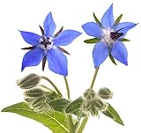 Borage Seeds - Starflower - Heirloom Non-GMO Herb Seeds for Planting an Herb Garden - 100 Seeds - Borago Officinalis - by RDR Seeds