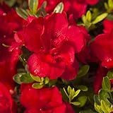 Encore Azalea Autumn Bonfire (1 Gallon) Red Flowering Shrub - Full Sun Live Outdoor Plant - Azalea Shrub - Rhododendron