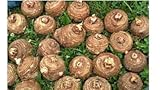 Ready 2 Grow 25 Live Bulbs Colocasia Esculenta Elephant Ear Taro Gabi Kalo Eddo