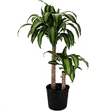 American Plant Exchange Live Dracaena Massangeana Corn Plant, Dracaena Fragrans Plant, Plant Pot for Home and Garden Decor, 10-Inch Pot