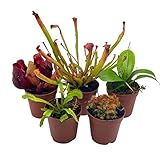 BubbleBlooms Carnivorous Plant Assortment Set, 5 Live Different Plants in 2 inch Pots