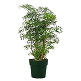 American Plant Exchange Live Dwarf Ming Aralia Tree, Miniature Bonsai Tree, Plant Pot for Home and Garden Decor, 6' Pot