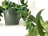 Hoya Compacta aka Hoya Hindu Rope Available in 4 inch Pot - Live Hoya Plant - Air-Purifying Plant - Hoya Plants Live Houseplants(Hoya Compacta, 4 inch Pot with 1 Plant)