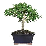 Brussel's Live Hawaiian Umbrella Indoor Bonsai Tree - 3 Years Old; 5' to 8' Tall with Decorative Container