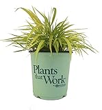 Premier Plant Solutions 15340 Gold Plants That Work Japanese Forest Grass (Hakonechloa Macra), 19cm