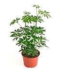 Shop Succulents Heptapleurum Arboricola, Live Indoor Plant, Low Maintenance Dwarf Umbrella Tree, Ideal for Home Decor, Office, and Room Enhancement, 6 Inch Nursery Pot
