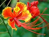 Red Bird of Paradise Flower Seeds for Planting - 10 Seeds - Caesalpinia pulcherrima - Peacock Flower