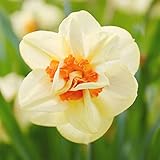 YEGAOL Garden 100Pcs Double Petals Narcissus Seeds Daffodil Seeds Perennial Non-GMO Great Entry-Level Plant Fragrant Ornamental Container Indoor Garden Plant Flower Seeds