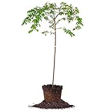 PERFECT PLANTS Yoshino Weeping Cherry Tree, 4-5 ft. Tall, Elegant Foliage, Bright White Blooms