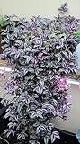 paperhome Wandering Jew - Tradescantia Zebrina - Inch P.Lant 9 Pcs C.uttings Silver Purple Burgundy