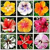 100 + Seeds Hibiscus Syriacus Seeds for Home Garden Decor