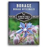 Survival Garden Seeds - Borage Seed for Planting - Packet with Instructions to Plant and Grow Beautiful Medicinal Herb in Your Home Vegetable Garden - Non-GMO Heirloom Variety - Attracts Pollinators