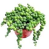 4' String of Pearls, Live Trailing Succulent Fully Rooted in Pots with Soil Mix, Rare House Plant for Home Office Wedding Hanging Decoration, DIY Projects, Party Favor
