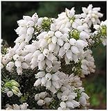 MITRAEE 100pcs Kinlochruel White Heather (Calluna Vulgaris) Plant Seeds