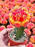 Beleaf and Grow Moon Cactus (Yellow & Red) I Live Cactus