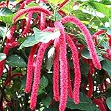 Acalypha Hispida Seeds Chenille Flower, Monkey Tail Evergreen Perennial Annual in Containers Houseplant Bed Border Indoor Outdoor 10Pcs by YEGAOL Garden