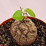 10 Dioscorea elephantipes Seeds, Elephants Foot Seeds, Testudinaria elephantipes Seeds, Turtle Shell,. Hottentot Bread